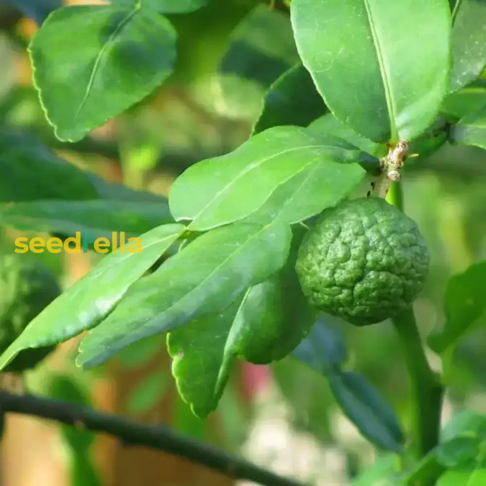 Kaffir Fruit Seeds For Planting - Perennial Citrus Trees Fresh Fragrance And Flavor