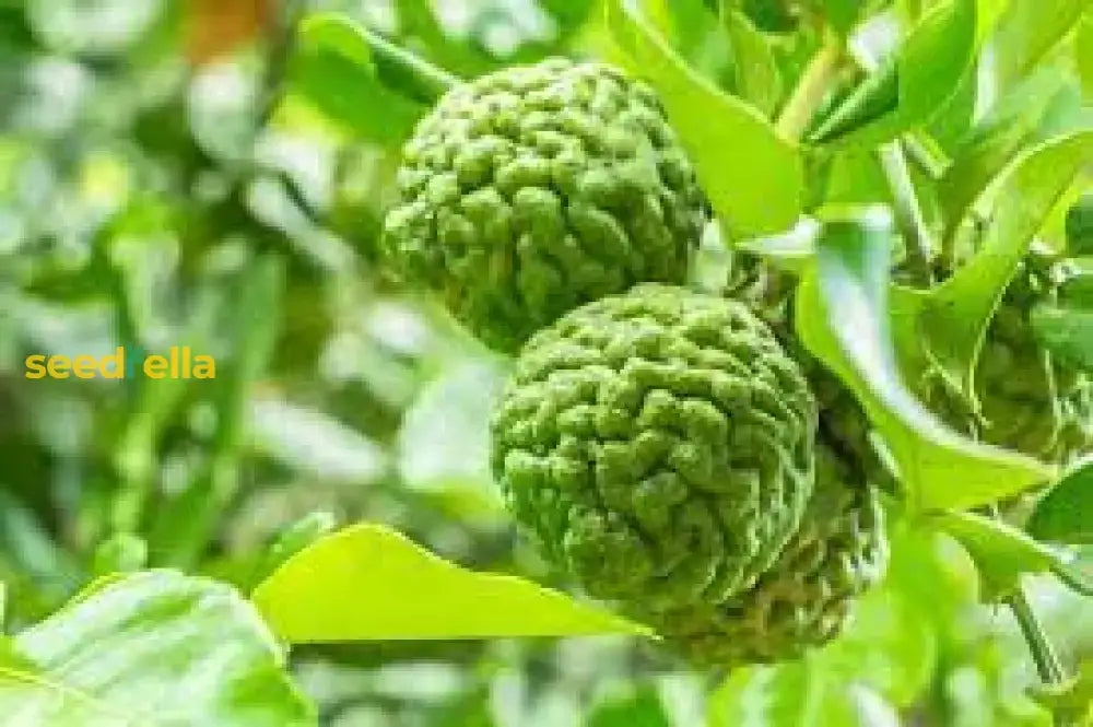 Kaffir Fruit Seeds For Planting - Perennial Citrus Trees Fresh Fragrance And Flavor