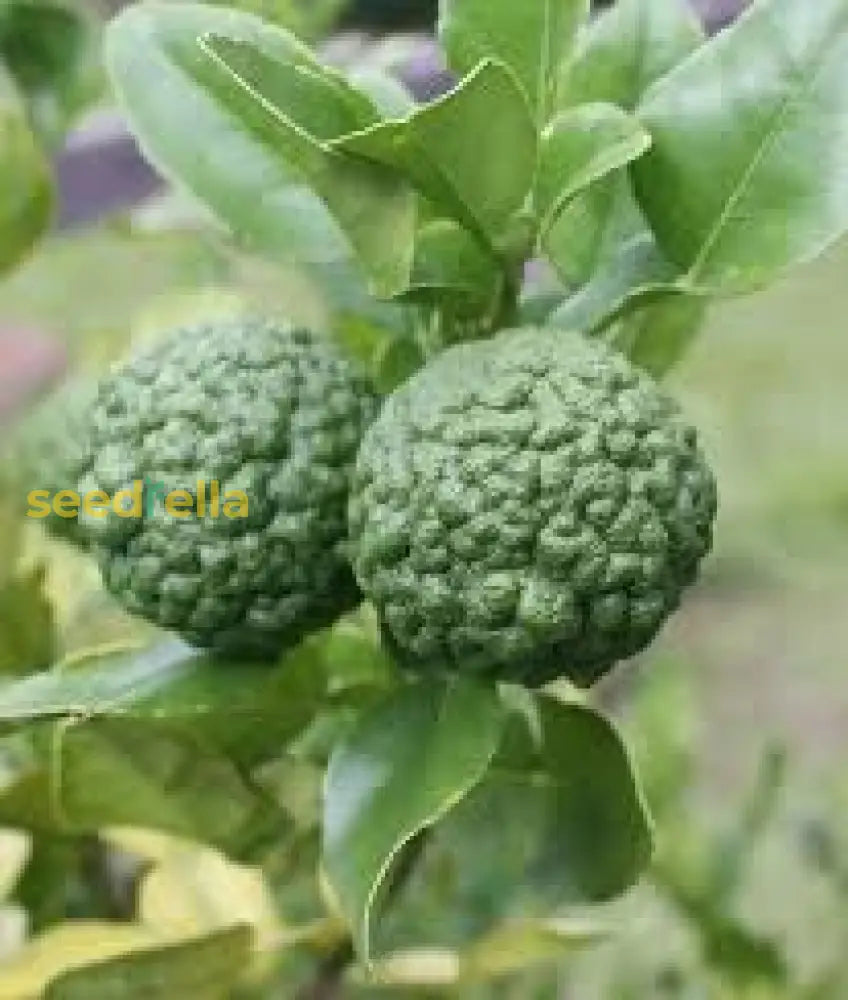 Kaffir Lime Seeds For Planting - Fresh Fruit Collection