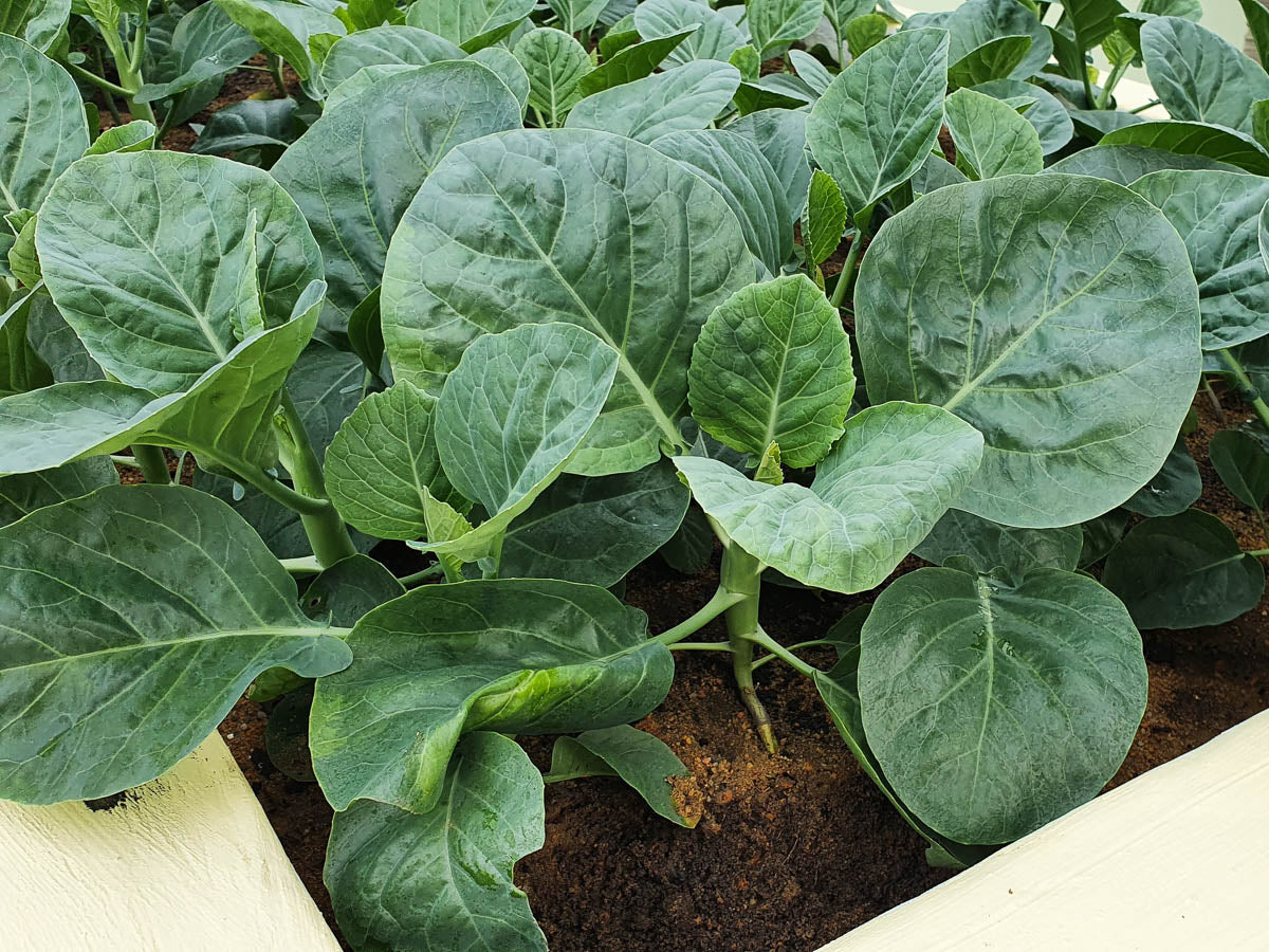 Kai Lan seeds for planting non-GMO Asian greens