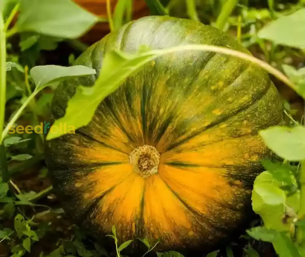 Kakai Hull-Less Pumpkin Seeds For Easy Planting Vegetable Seeds