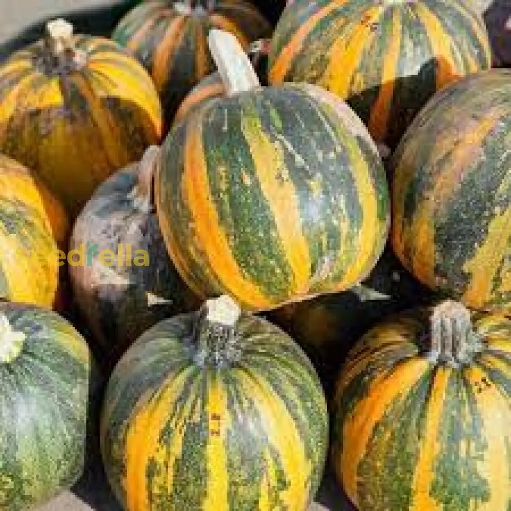 Kakai Hull-Less Pumpkin seeds striped ornamental variety