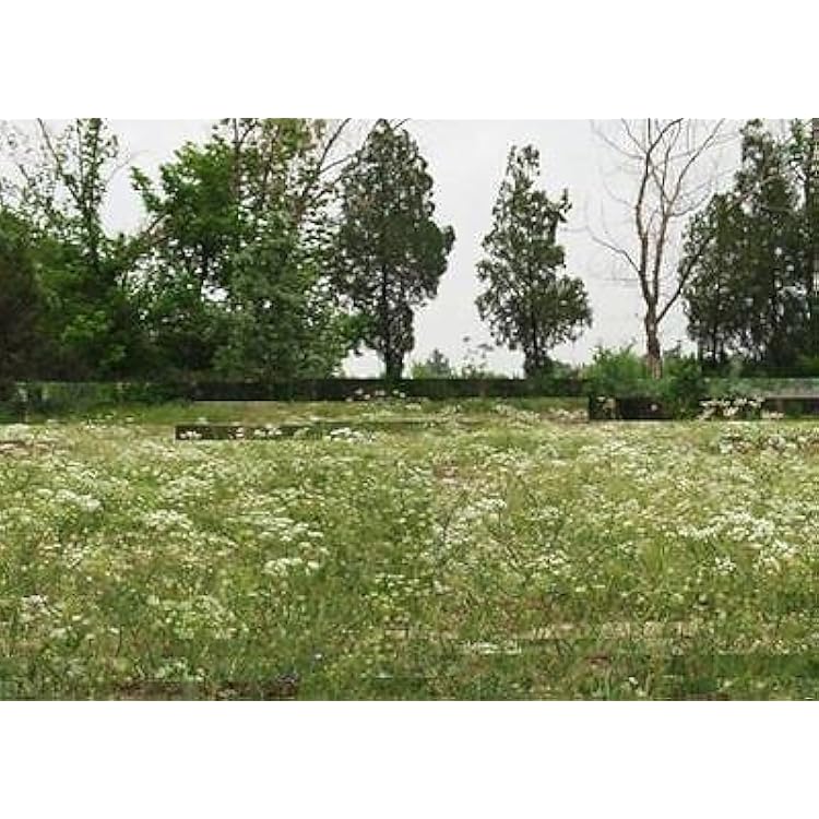 Kala Jeera Black Cumin seeds Bunium persicum producing aromatic spice plants