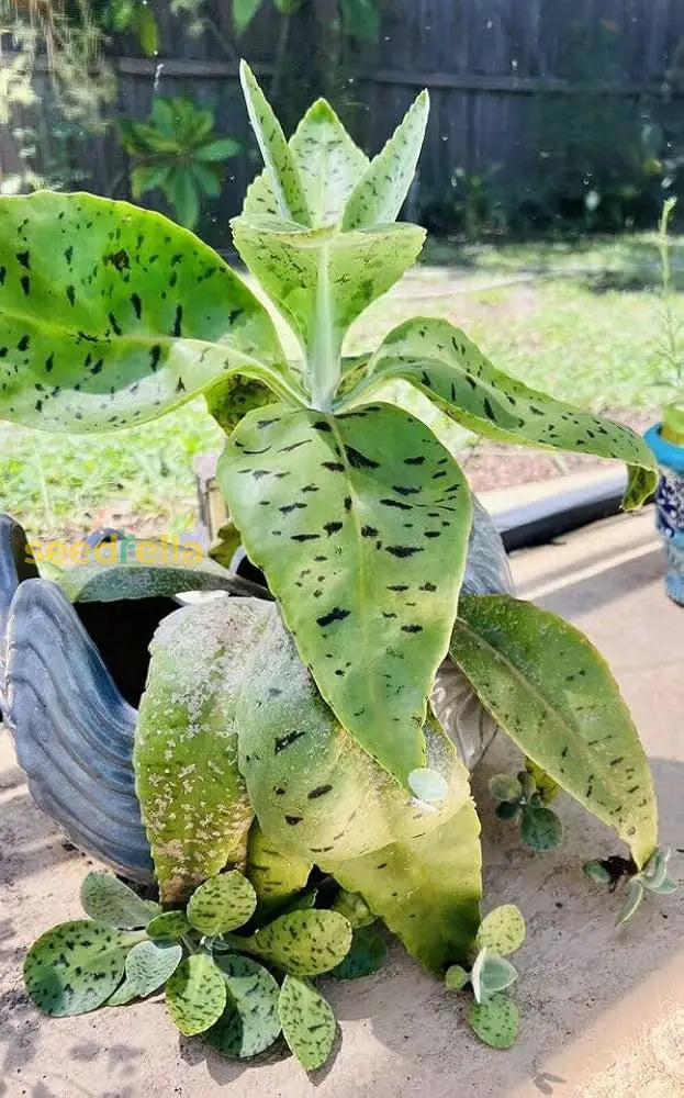 Kalanchoe Gastonis Succulent Seeds For Easy Planting Plant Seeds