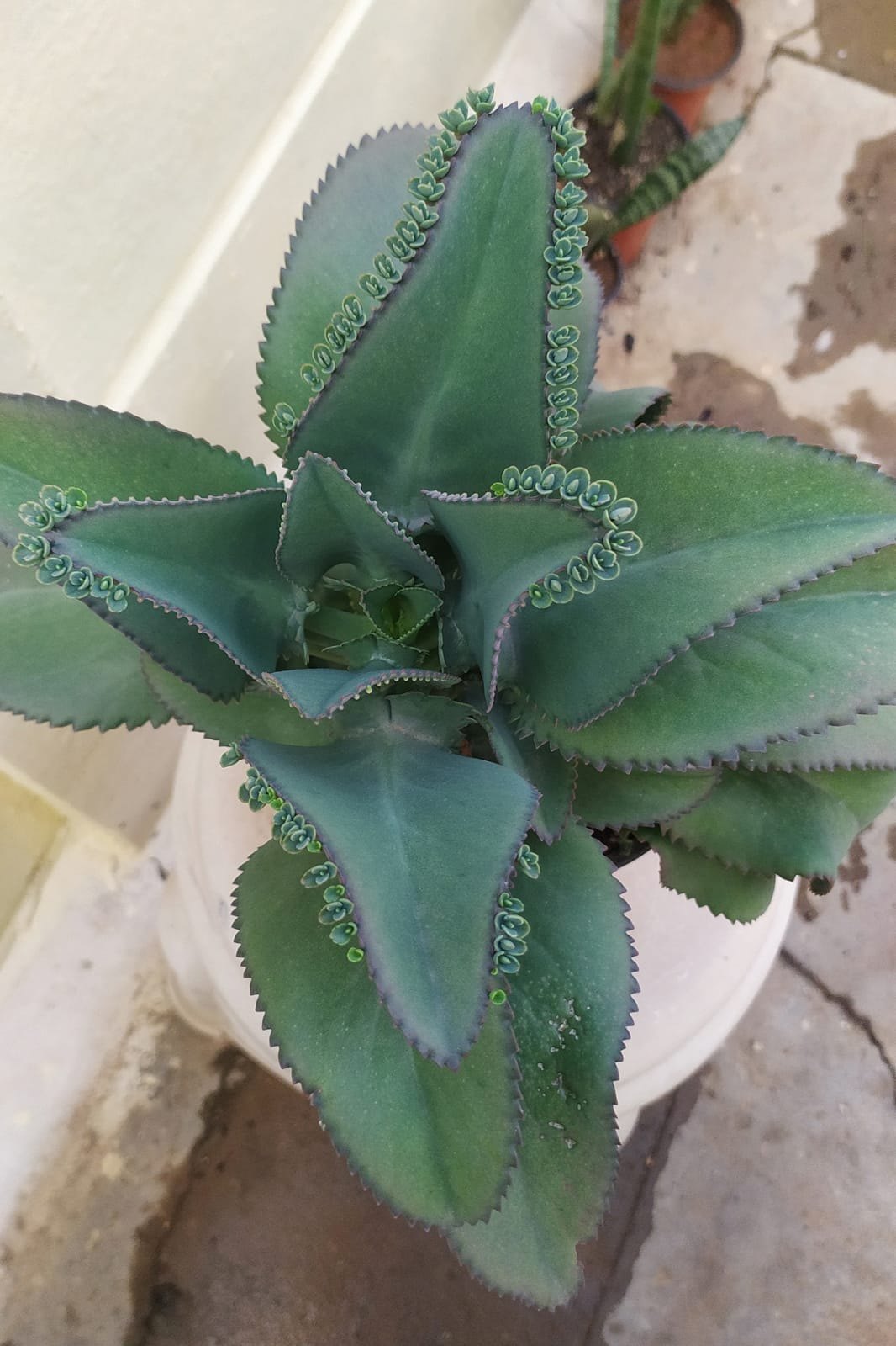 Kalanchoe Seedlings Growing in Pots