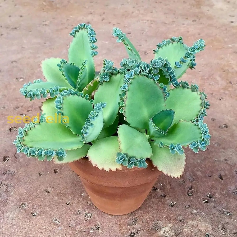 Kalanchoe Seeds For Planting - Green Succulent Joy Your Garden