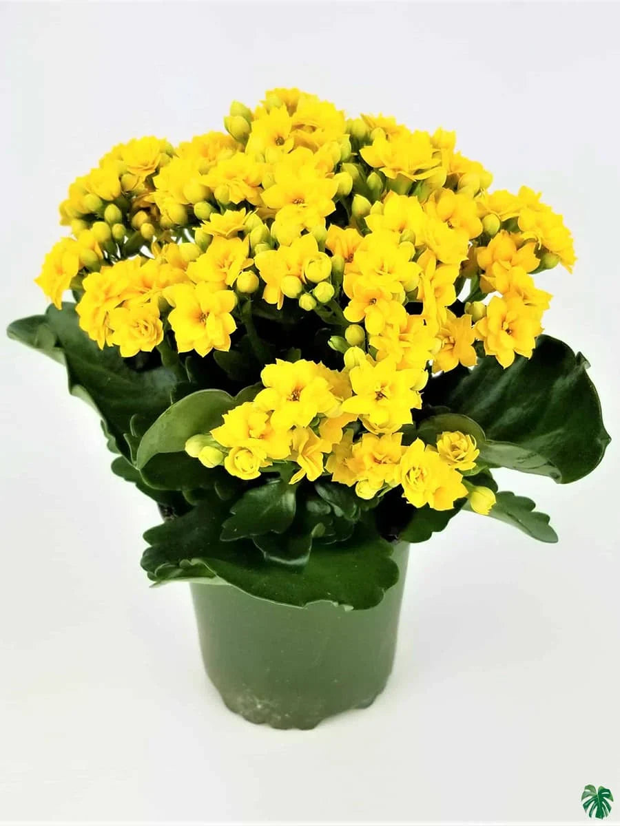Buy Yellow Kalanchoe Flower Seeds Online – Vibrant Garden Flowers