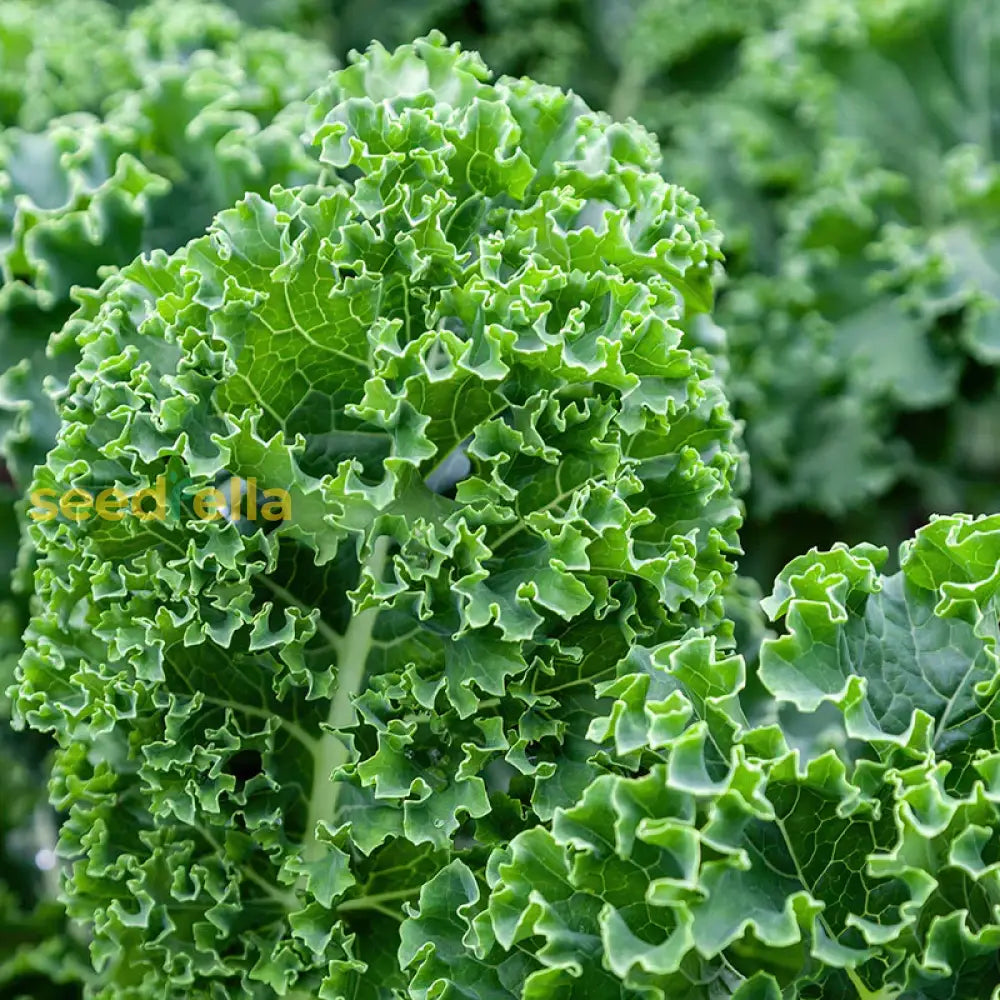 Kale leafy green seeds cool season gardening