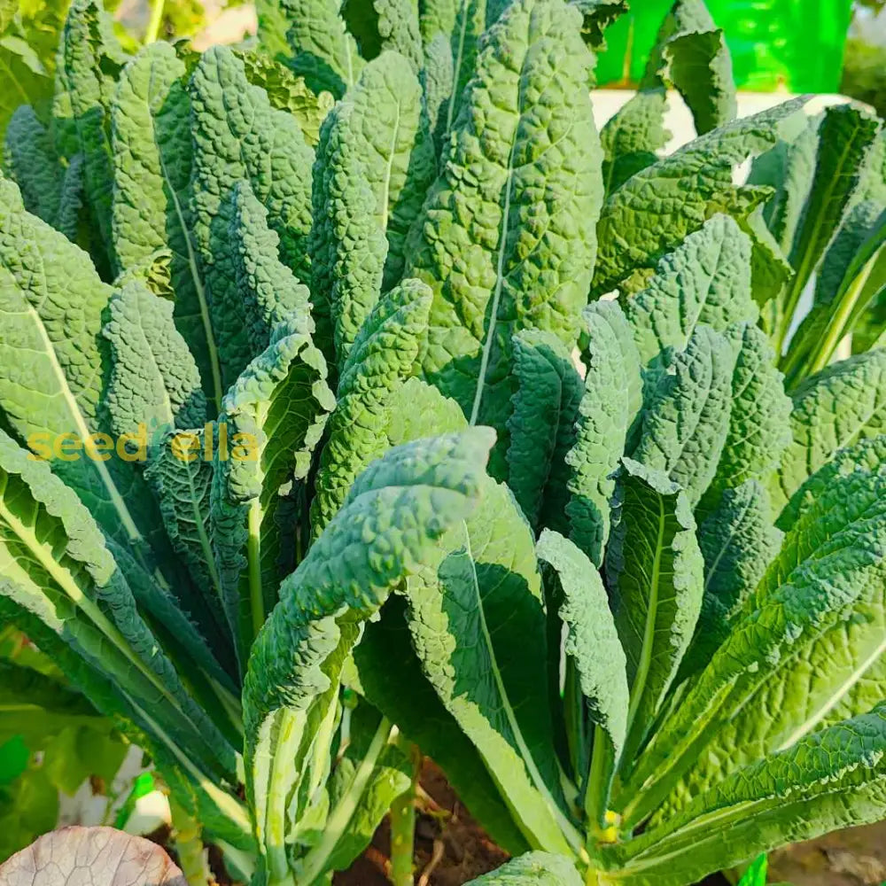 High quality Kale seeds non GMO