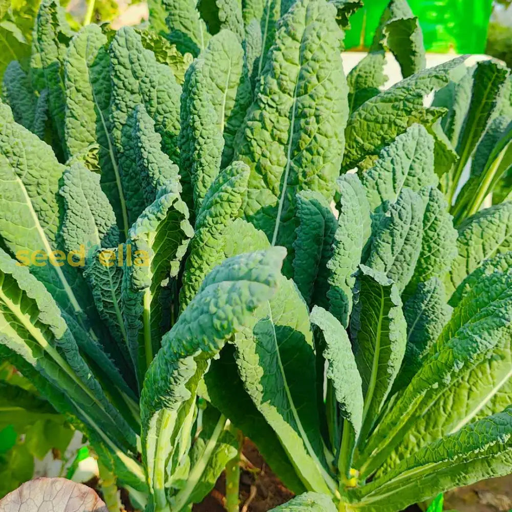 Kale Vegetable Seeds For Easy Planting Seeds