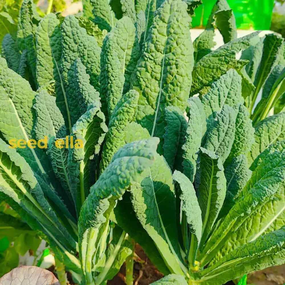 Kale Vegetable Seeds For Easy Planting Seeds