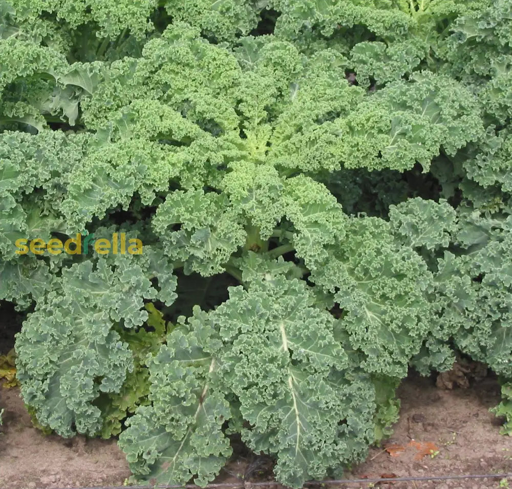 Kale Vegetable Seeds For Easy Planting Seeds