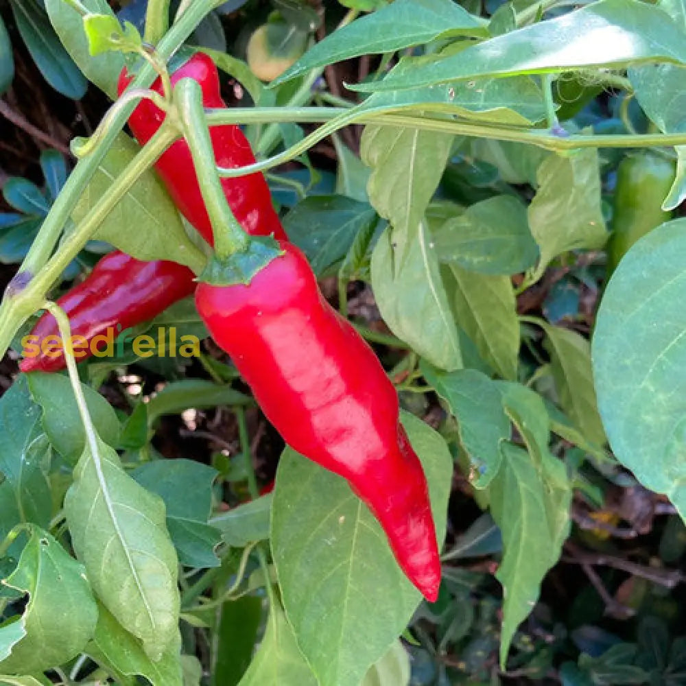 High quality Kalocsa Red seeds closeup