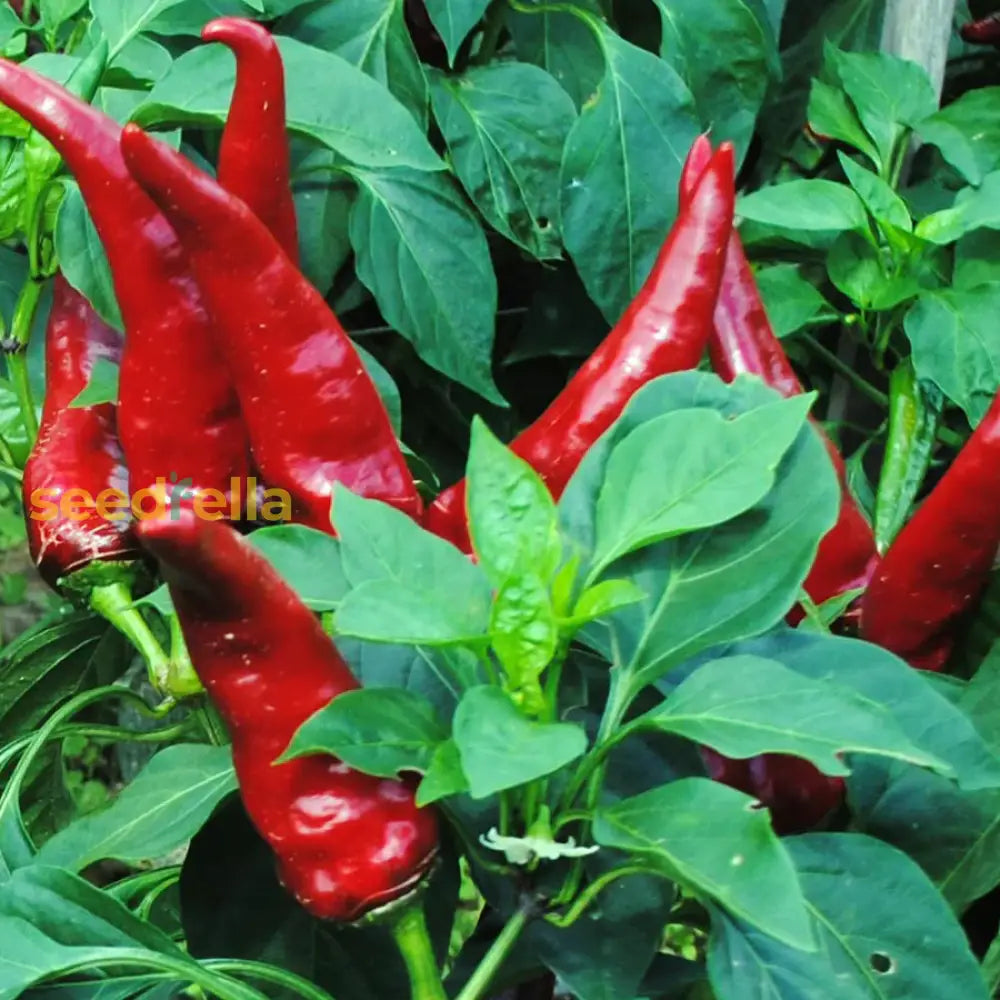 Kalocsa Red seeds for planting non GMO