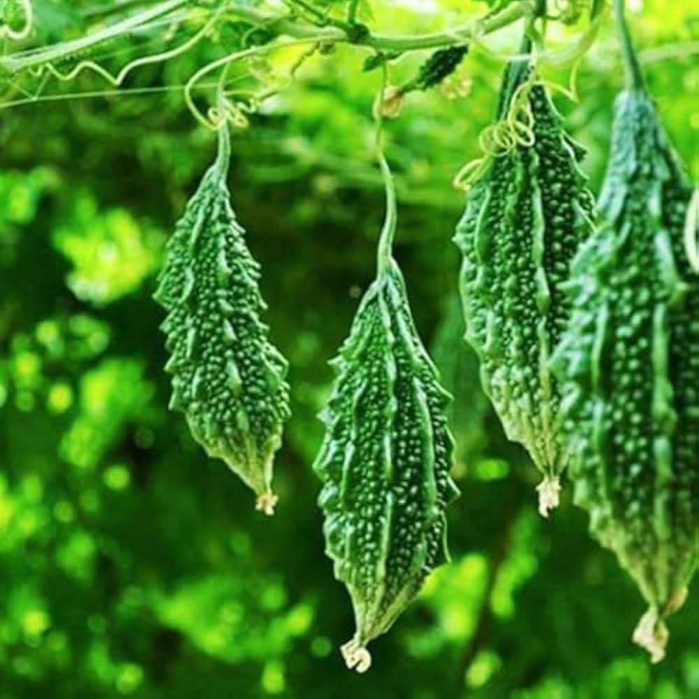 Karela bitter gourd seeds warm season gardening