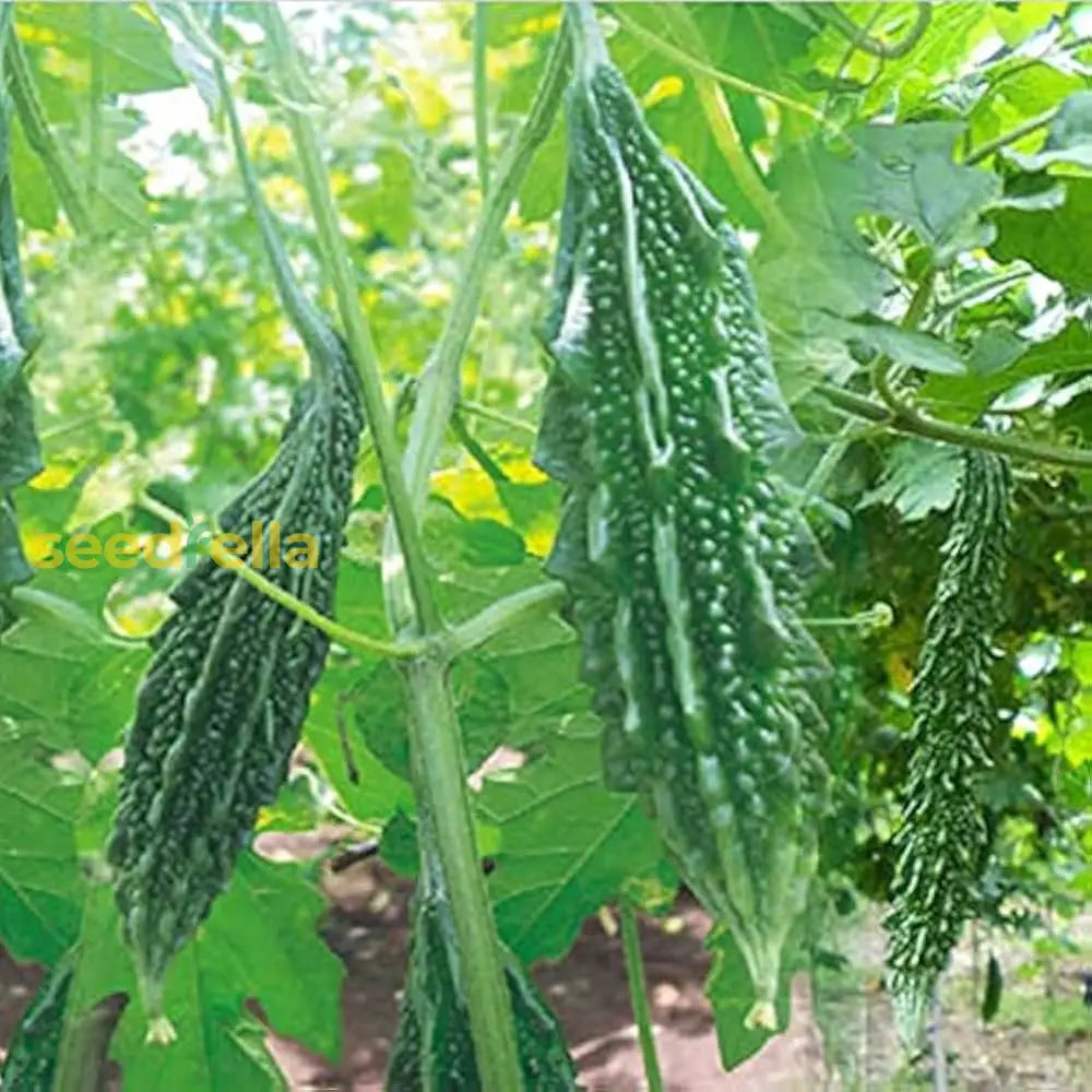 Kad Rela Karela Seeds – Easy Planting Vegetable Variety