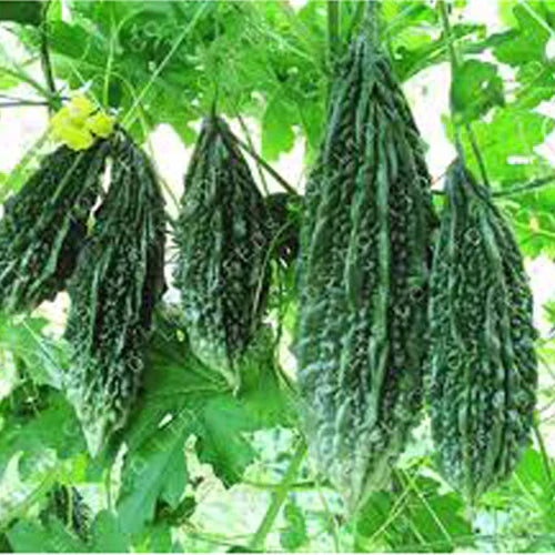 Karela vines growing in garden from seeds