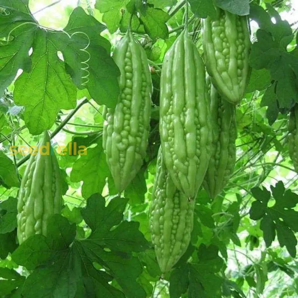 High quality Karela seeds non GMO
