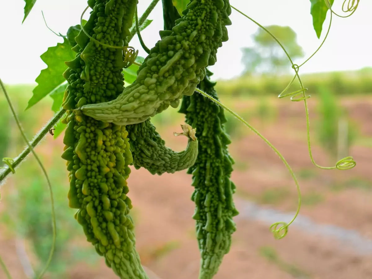 Karela plants grown from seeds on trellis