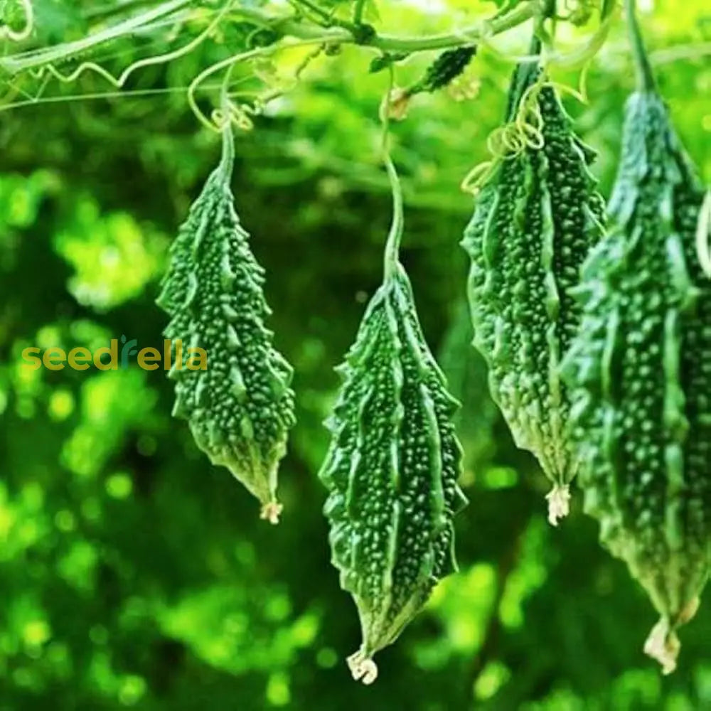 Karela Vegetable Seeds For Planting