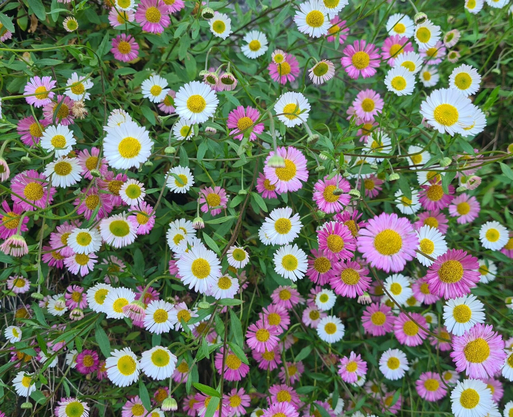Mixed Karvinskianus flowers in a rock garden