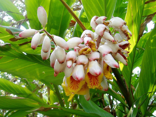 Kat Ginger seeds Alpinia katsumadai