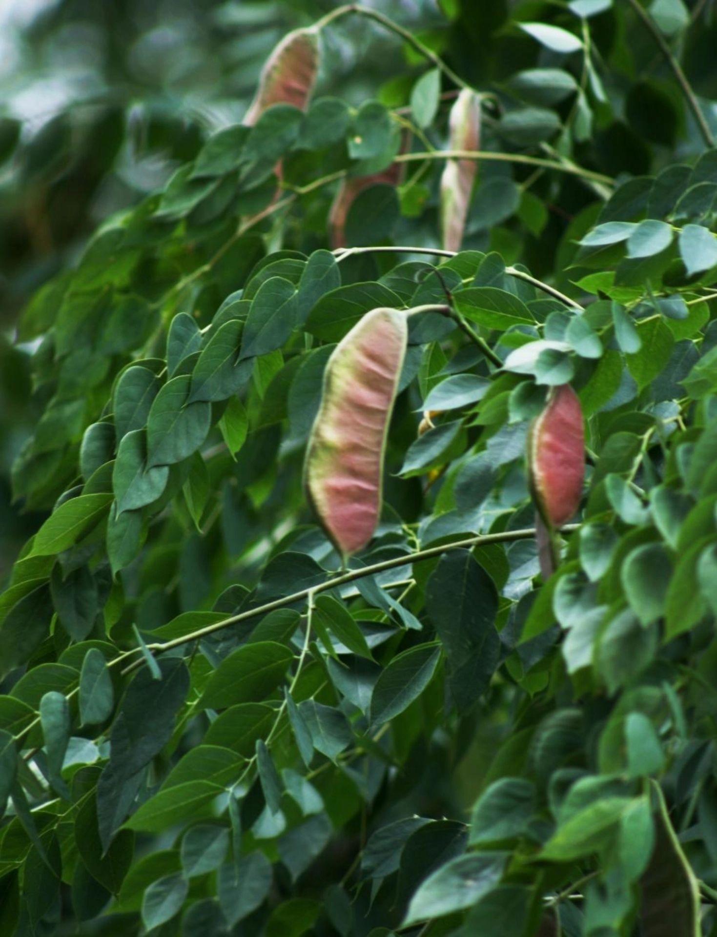 Kentucky coffee tree seeds showing greenish-white flowers on branch