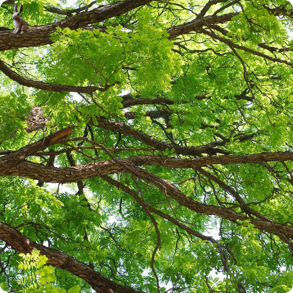 Kentucky coffee tree seeds Gymnocladus dioicus hardy native shade tree