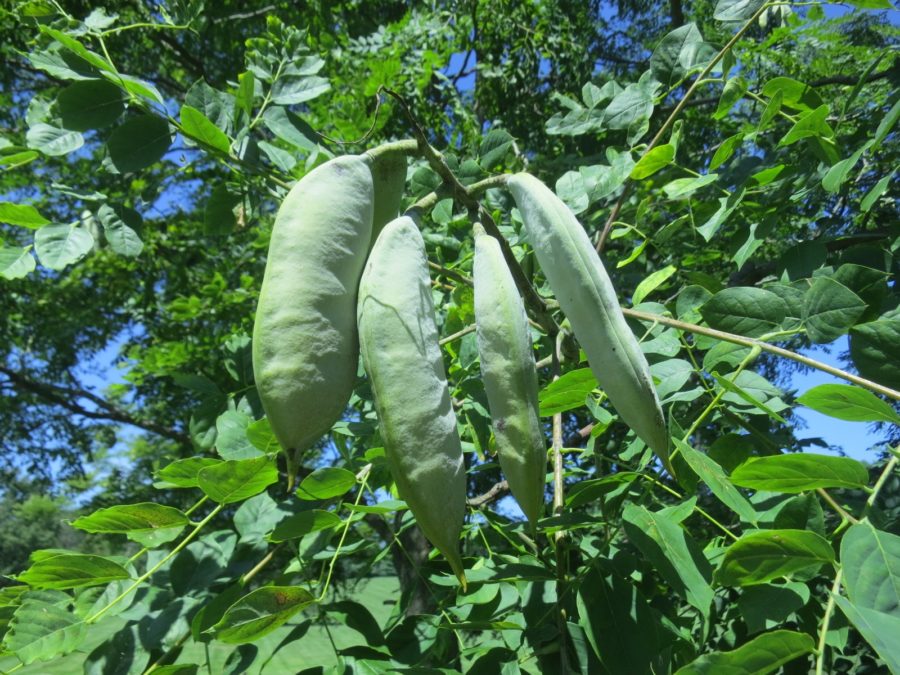 Kentucky coffee tree seeds producing long brown seed pods