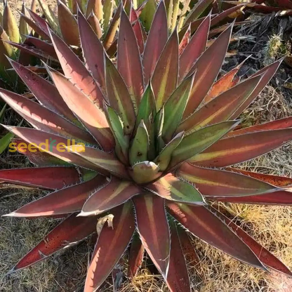 Kerchovei Agave Seeds for Planting – Non-GMO Drought-Tolerant Succulent