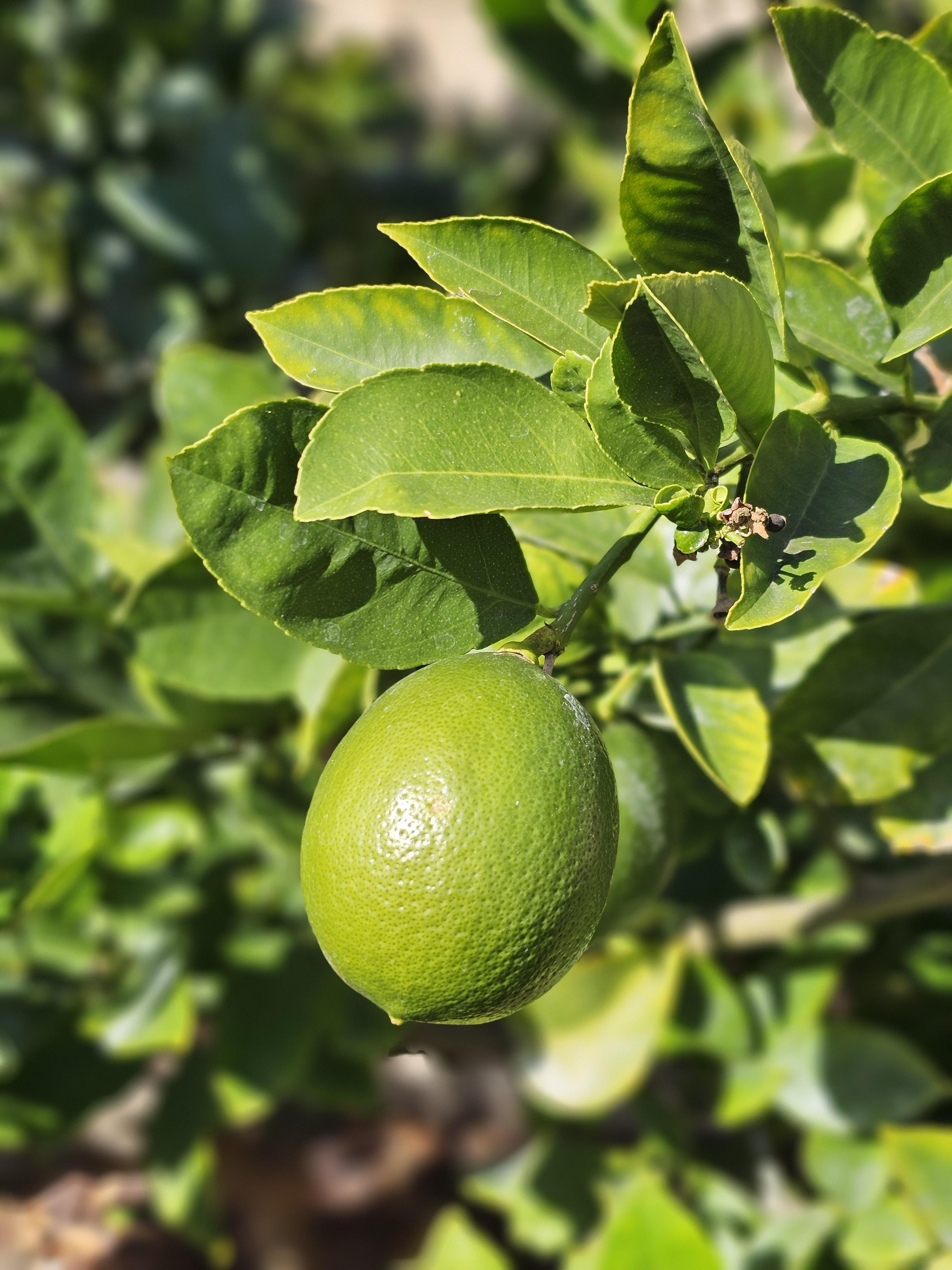 Key lime tree with green and yellow limes