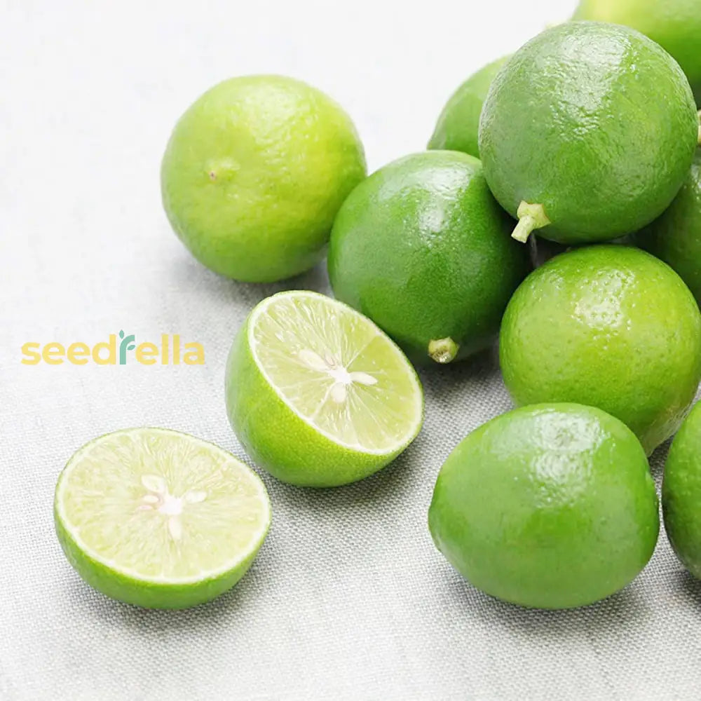 Key Lime Seeds Citrus Aurantiifolia Delicious Evergreen Shurb Fragrant Juicy Flavorful Cooked