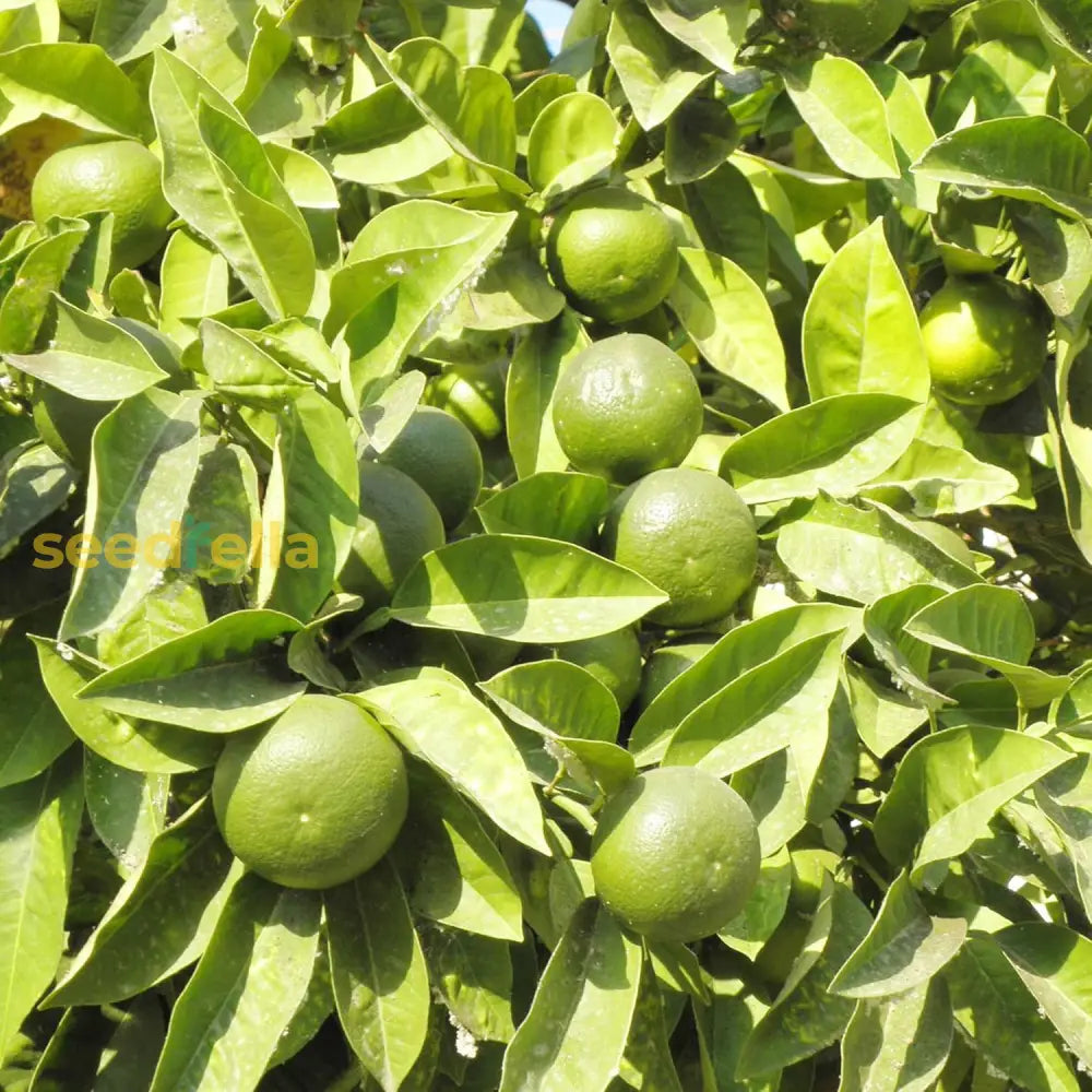 Key Lime Seeds Citrus Aurantiifolia Delicious Evergreen Shurb Fragrant Juicy Flavorful Cooked