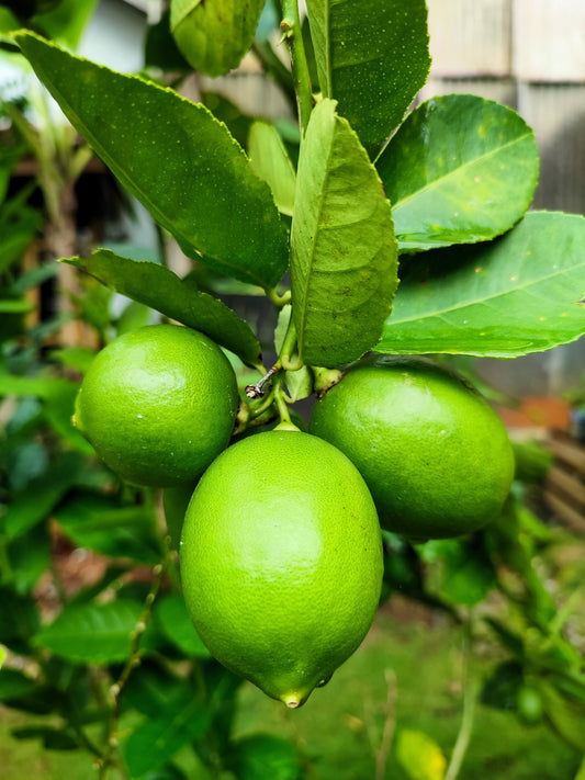 Key Lime (Citrus aurantifolia) seeds for planting