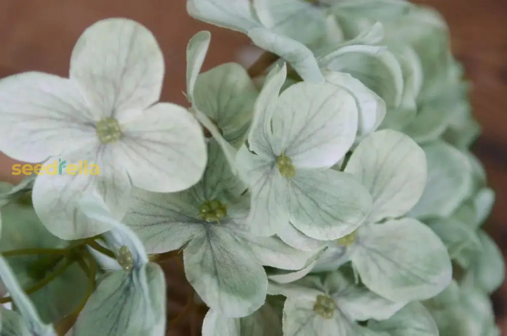 Khaki Hydrangea Seeds For Planting Flower