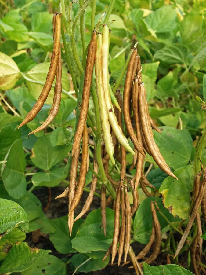 Red Pole Kidney Bean vine seeds for productive growth