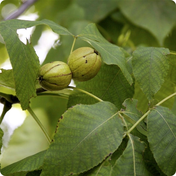 Kingnut hickory seeds Carya laciniosa hardy edible nut tree