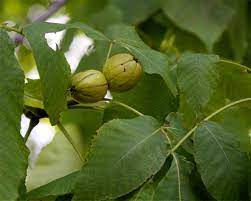 Kingnut hickory seeds showing green compound leaves