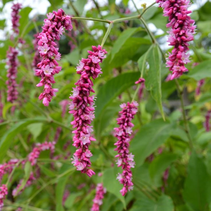 Kiss Me Over the Garden Gate herb with vibrant magenta-pink blooms
