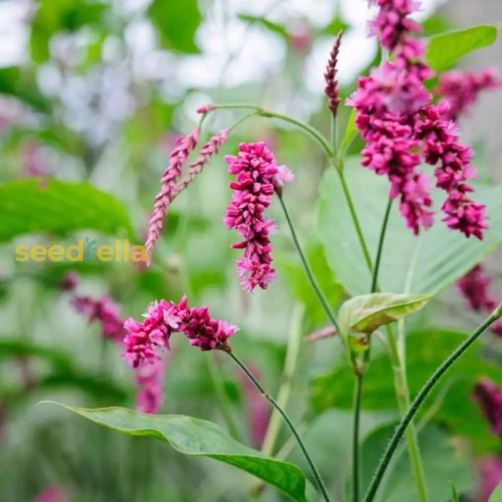 Kiss-Me-Over-The-Garden-Gate Seeds (Polygonum Orientale) Best Selling