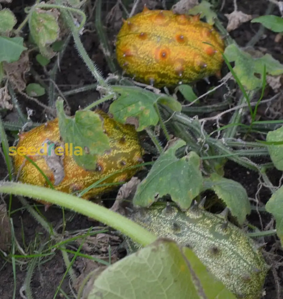 Kiwano Vegetable Seeds For Easy Planting Seeds