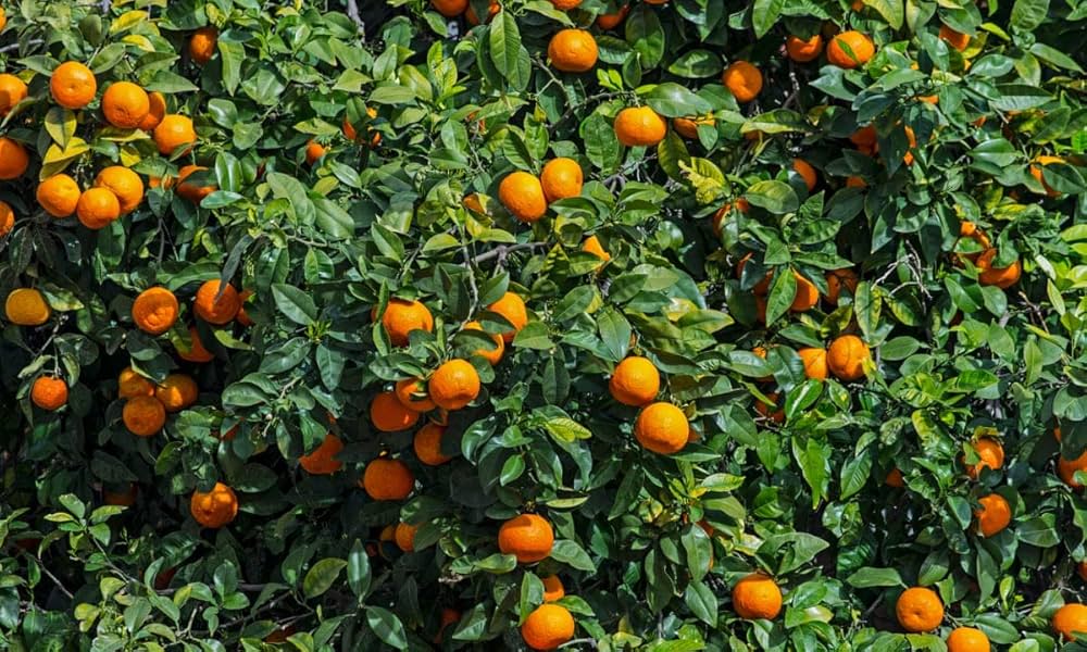 Kiwi, cherry, apple, and orange bonsai seeds mix for indoor bonsai growing