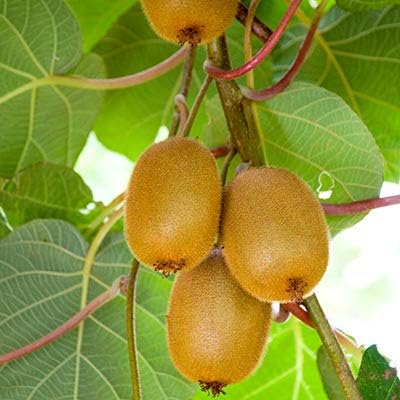 Kiwi seeds for planting Actinidia deliciosa
