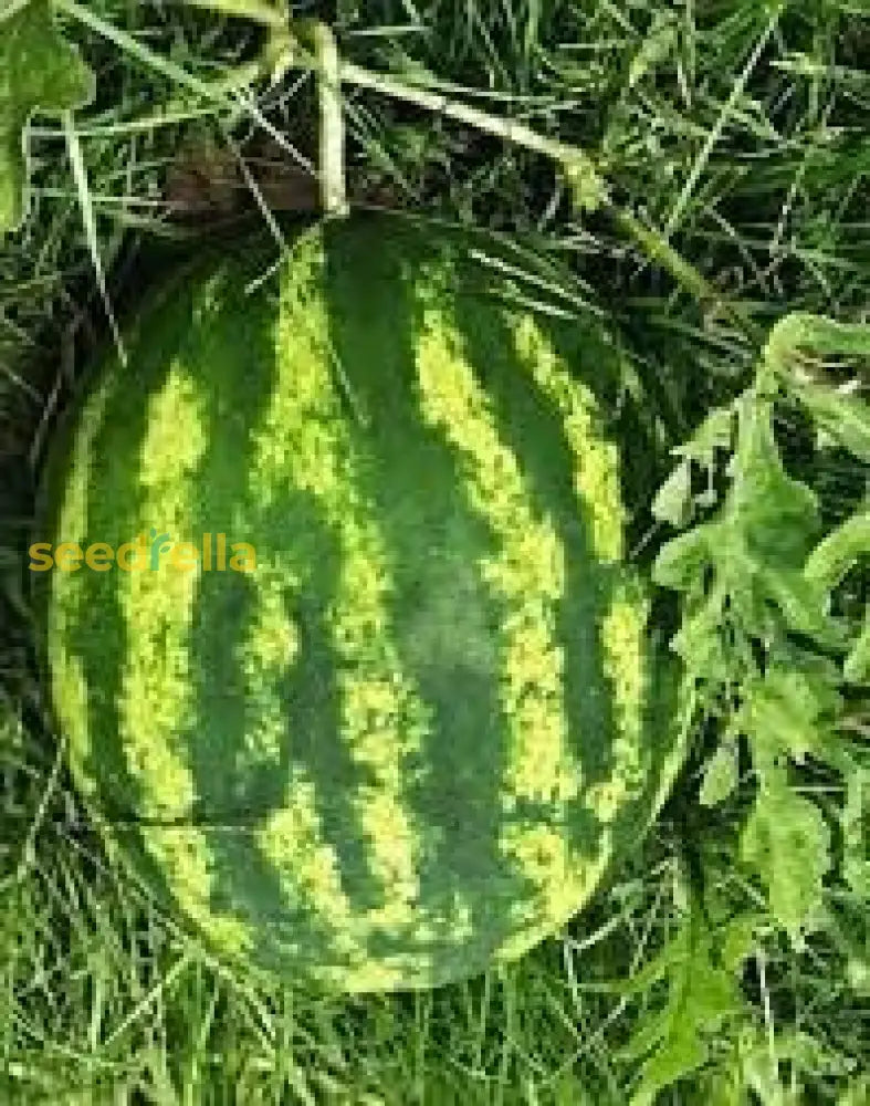 Klondike Watermelon Seeds For Planting  Sweet & Juicy Melons Fruit