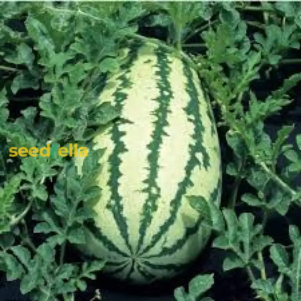 Klondike Watermelon Seeds For Planting  Sweet & Juicy Melons Fruit