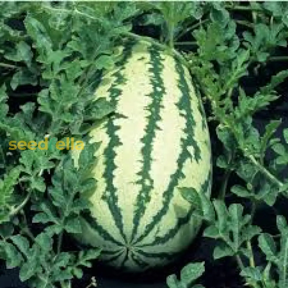 Klondike Watermelon Seeds For Planting  Sweet & Juicy Melons Fruit