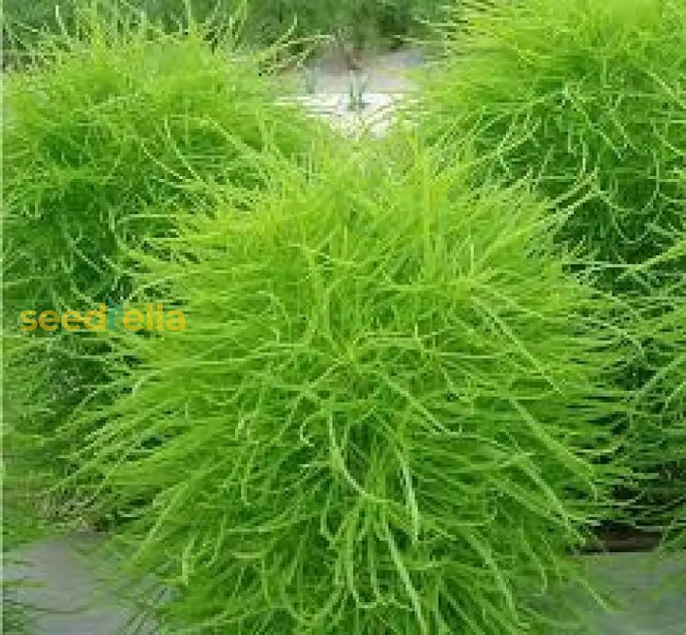 Kochia Plant Seeds For Planting  Vibrant Garden Annuals Seeds