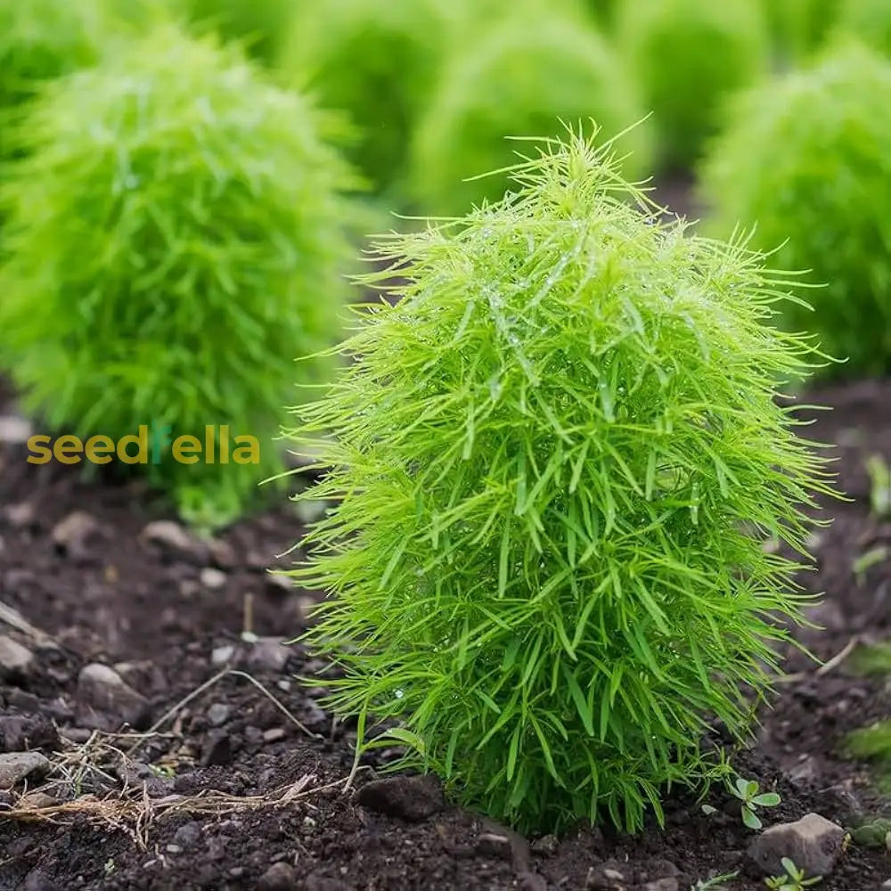 Kochia Plant Seeds For Planting  Vibrant Garden Annuals Seeds