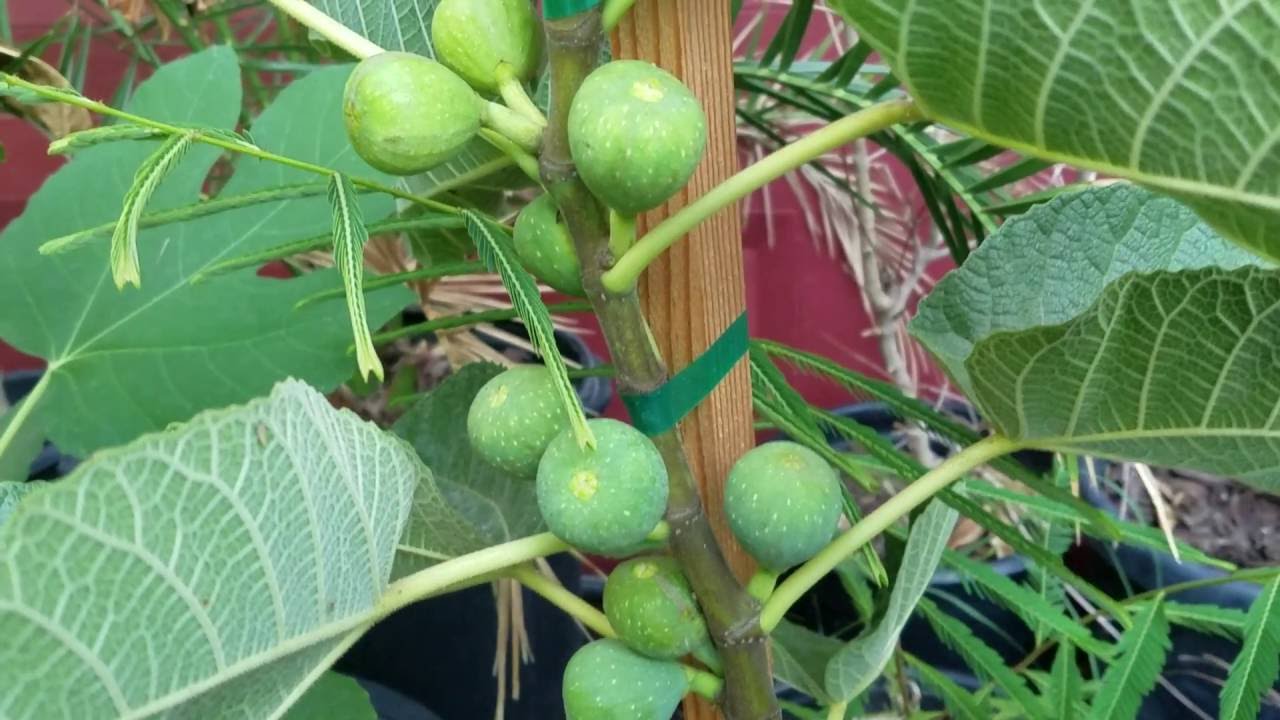 Kodota Fig Tree Growing in Garden, Healthy Fig Tree with Abundant Fruit