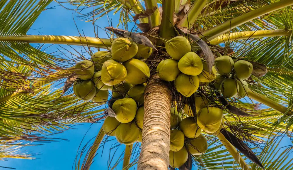 Kokospalme Tree Seeds - Complete Planting Guide For Thriving Coconut Palms